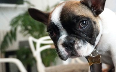 Kulinarne potrzeby buldoga francuskiego: Jak wybrać najlepszą karmę?