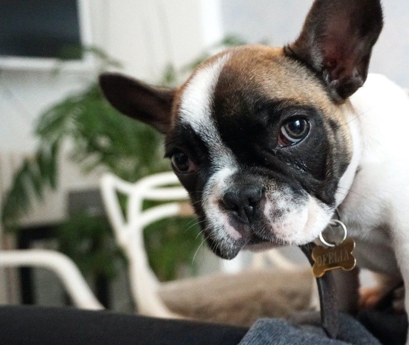 Kulinarne potrzeby buldoga francuskiego: Jak wybrać najlepszą karmę?