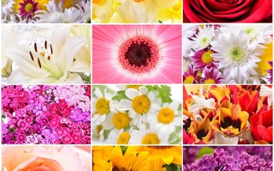 Kalendarz kwiatów sezonowych – co zamawiać wiosną, latem, jesienią i zimą