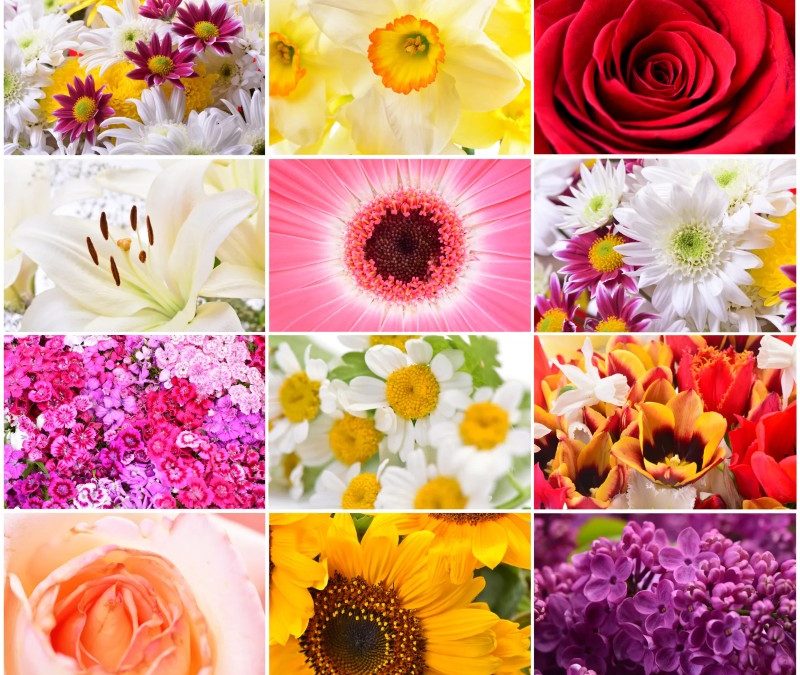 Kalendarz kwiatów sezonowych – co zamawiać wiosną, latem, jesienią i zimą